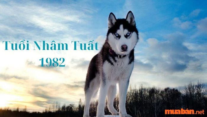 Hướng nhà phù hợp với tuổi Nhâm Tuất 1982