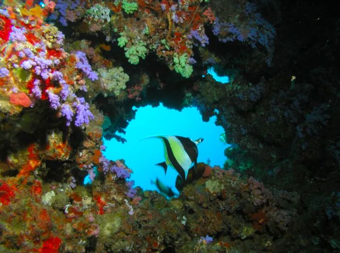 The island features several fantastic snorkeling spots for visitors to explore.