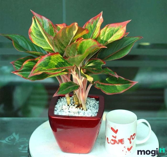 Cây phú quý hợp với mệnh gì?