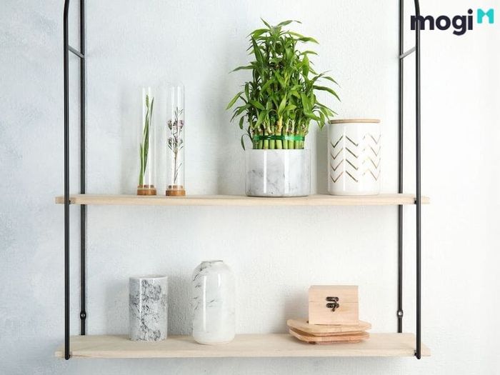Cây thần tài khi đặt trong nhà và văn phòng