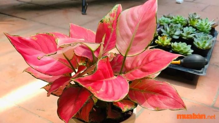 Nhận diện cây Vạn Lộc