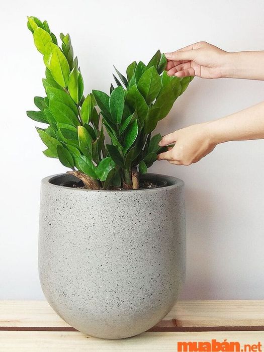 Cây Kim Tiền – biểu tượng của may mắn và thăng tiến trong sự nghiệp