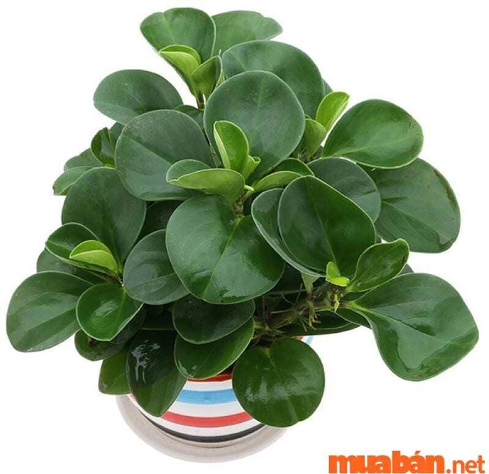 Cây Trường Sinh – biểu tượng của sự tinh khiết và sức sống lâu dài