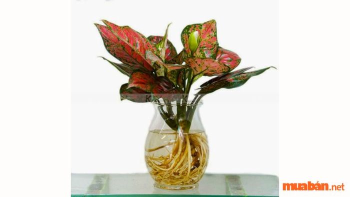 Ý nghĩa phong thủy của cây Vạn Lộc