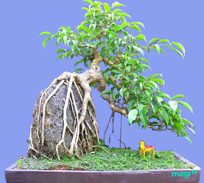 Cây được uốn nắn với hình dáng đẹp mắt