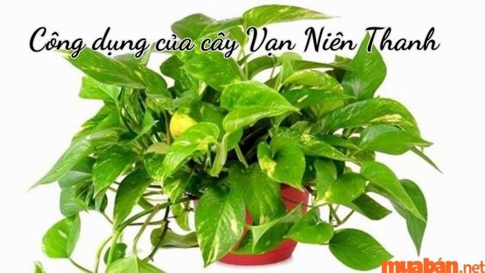 Cây Vạn Niên Thanh hợp mệnh gì? Công dụng của cây Vạn Niên Thanh