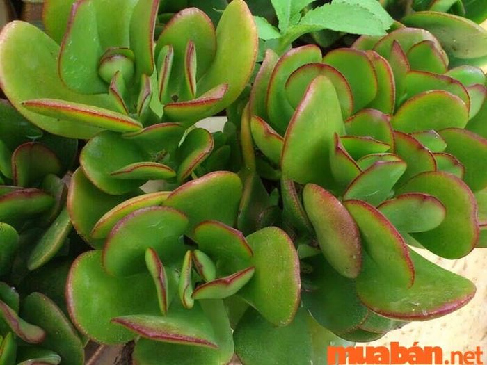 Cây Ngọc Bích – sức sống mạnh mẽ giữa khô hạn