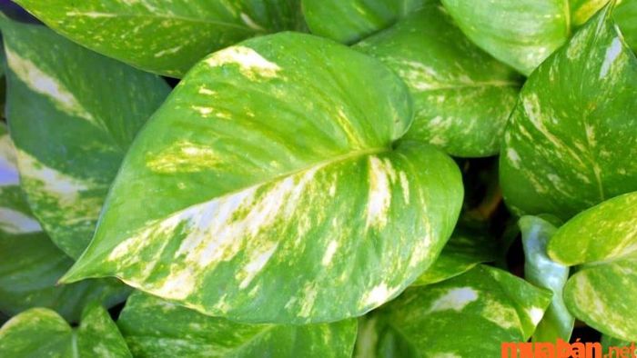 Cây Vạn Niên Thanh hợp mệnh gì? Những đặc điểm của lá cây với sắc trắng và xanh đặc trưng