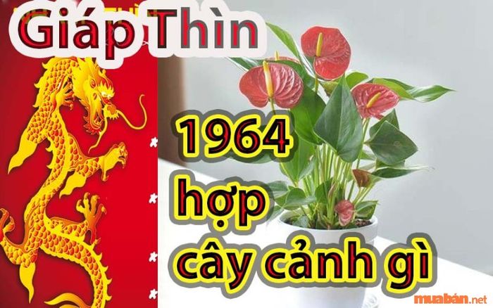 Người sinh năm 1964 nên trồng những loại cây nào để mang lại vận may và tài lộc?