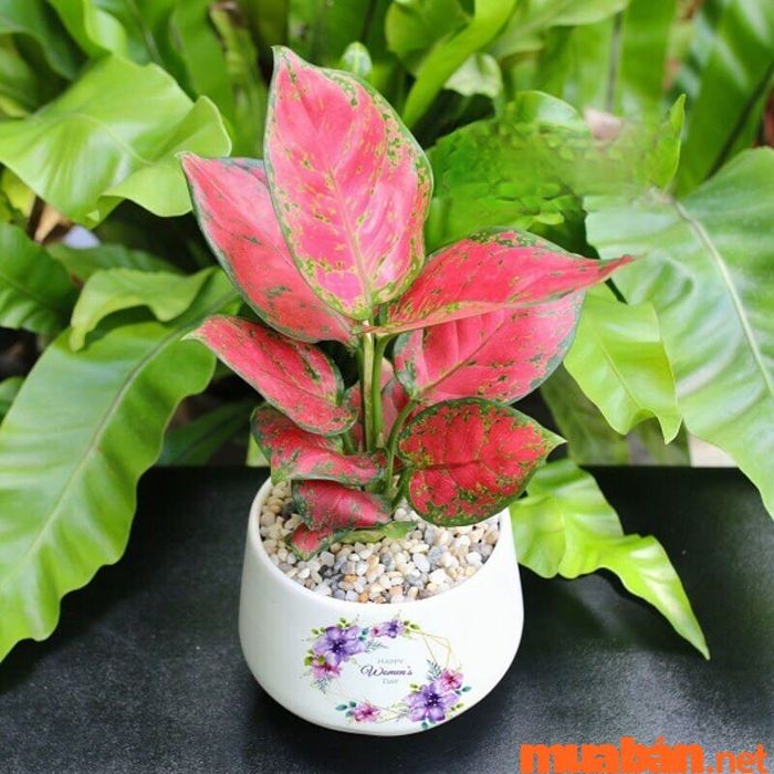 Cây Vạn Lộc - biểu tượng tài lộc xanh trong không gian sống