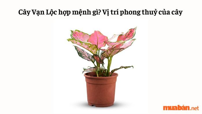 Cây Vạn Lộc phù hợp với mệnh nào? Vị trí đặt cây Vạn Lộc trong phong thủy
