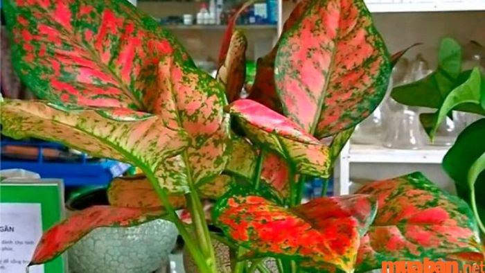 Vạn Niên Thanh đỏ mang đến sự may mắn và thịnh vượng cho gia chủ.