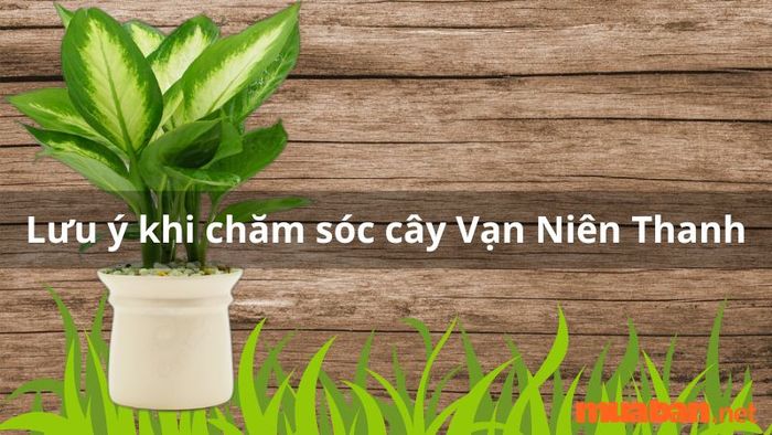 Những điều cần lưu ý khi chăm sóc cây Vạn Niên Thanh