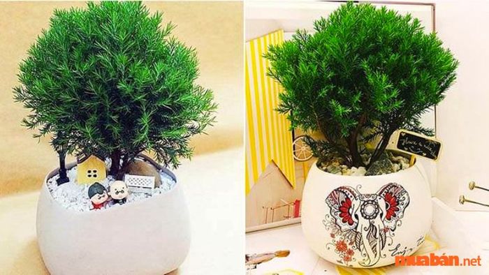 Ý nghĩa phong thủy cây Tùng Bồng Lai