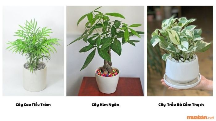 Những loại cây phong thủy mang đến may mắn cho người mệnh Kim