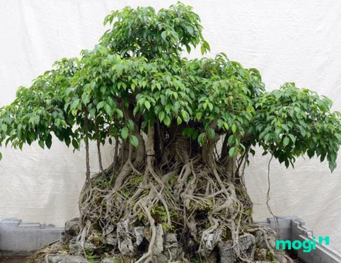 cây Gừa