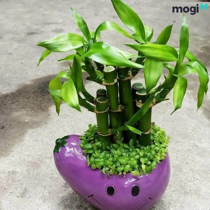 Cây cảnh phong thủy độc đáo và thu hút