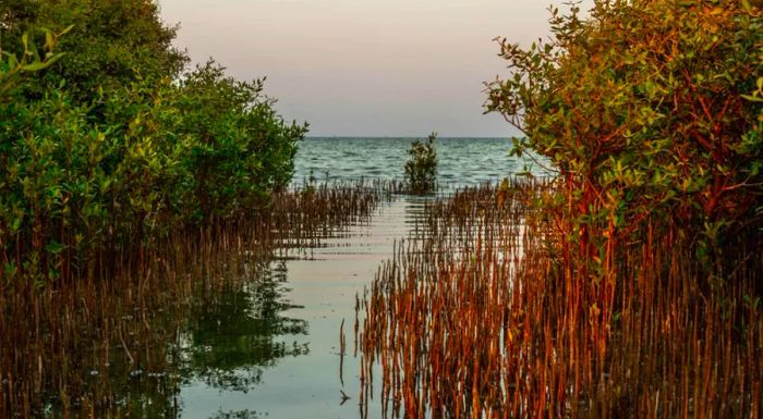 Scientists have found that mangroves provide key biodiversity benefits, including the ability to store carbon.