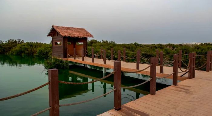 Purple Island is another must-see spot to discover Qatar's mangroves.