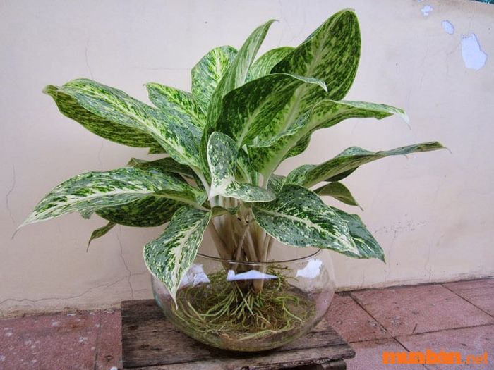 Sinh năm 1968 thuộc mệnh gì?