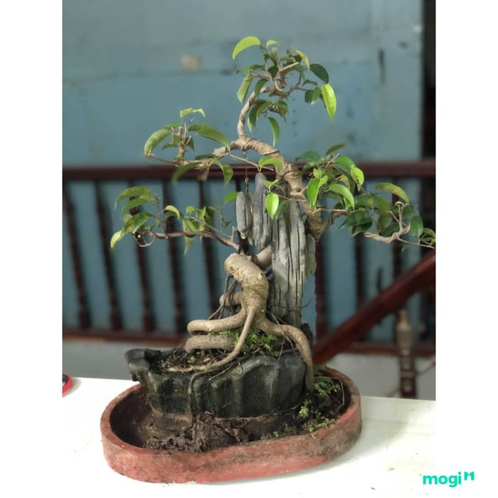 Cây Gừa nhỏ