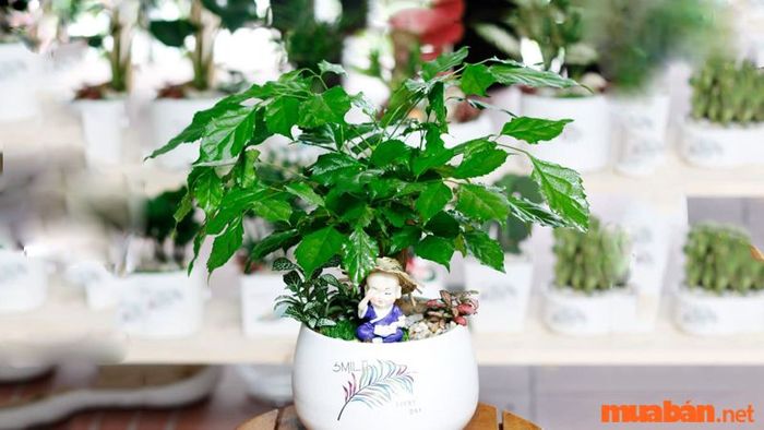 Cây Hạnh Phúc