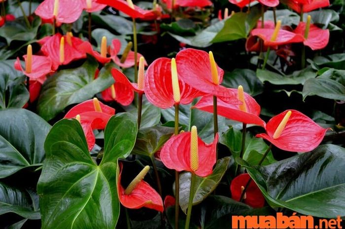 Mệnh Hỏa hợp với cây gì? Cây Hồng Môn là sự lựa chọn lý tưởng