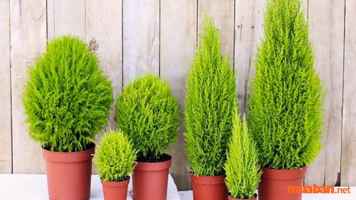 Cây Tùng Bồng Lai hợp với tuổi nào?