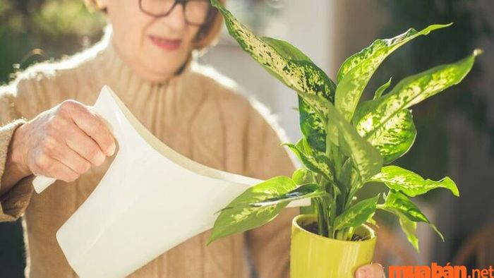 Cách chăm sóc cây Vạn Niên Thanh