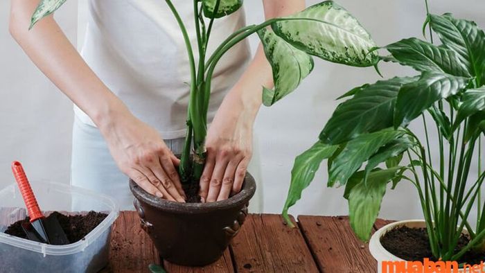 Trồng cây Vạn Niên Thanh trong đất