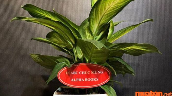 Vạn Niên Thanh được dùng làm quà trong dịp Tết, khai trương, hay lễ khánh thành.
