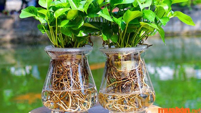 Cây Vạn Niên Thanh hợp mệnh gì? Trồng cây Vạn Niên Thanh trong phương pháp thủy sinh