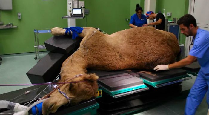 Healing humpbacks: The Dubai Camel Hospital.