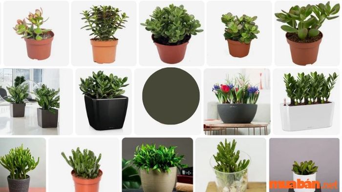 Mệnh Kim hợp cây gì? Khám phá những loại cây mang lại tài lộc và may mắn cho chủ nhân