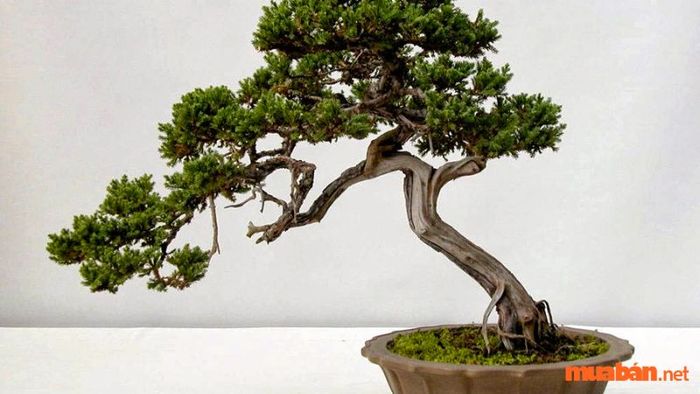 Giá cây Tùng Bồng Lai trên thị trường hiện tại