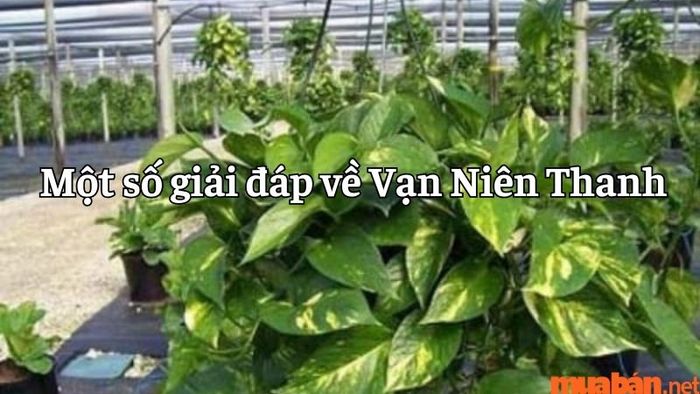 Một số giải đáp về cây Vạn Niên Thanh bạn nên biết