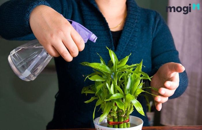 Chăm sóc cây thần tài