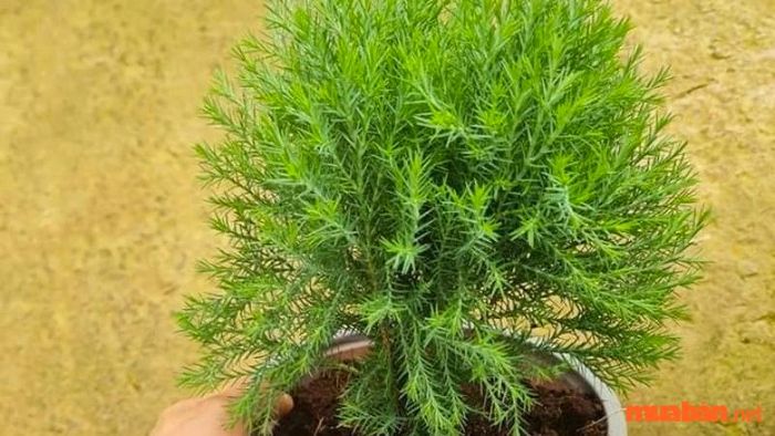 Hướng dẫn trồng và chăm sóc cây Tùng Bồng Lai
