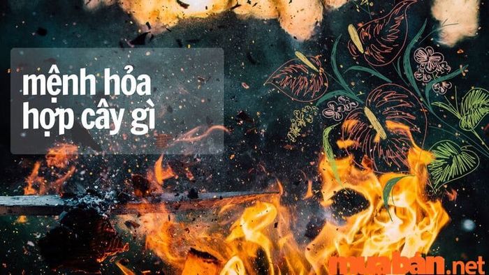 Mệnh Hoả nên trồng cây gì? Tổng hợp 16 loài cây hợp phong thủy cho năm 2023