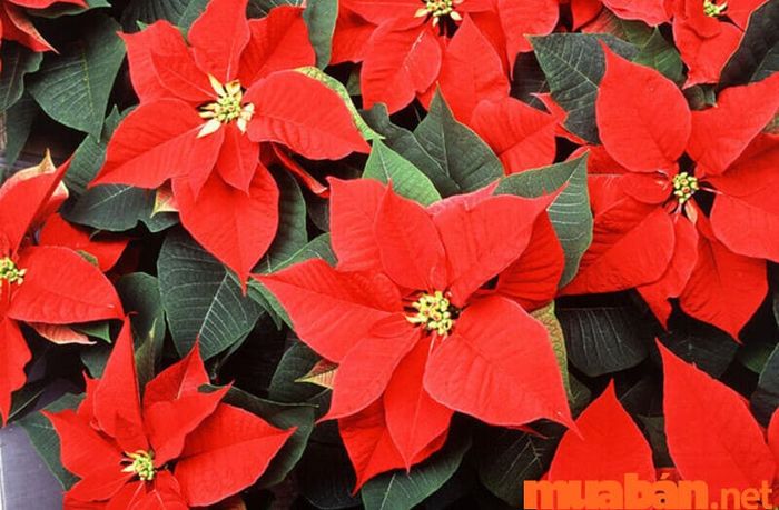 Mệnh Hỏa hợp cây gì? Cây Trạng Nguyên