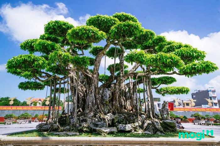 cây Gừa