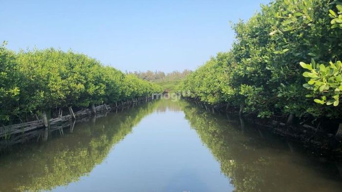 RPH có phải là đất rừng phòng hộ không? Những quy định cụ thể về việc sử dụng đất RPH là gì?