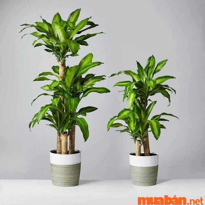 Cây Thiết Mộc Lan – mang đến vẻ đẹp thanh thoát và sự may mắn