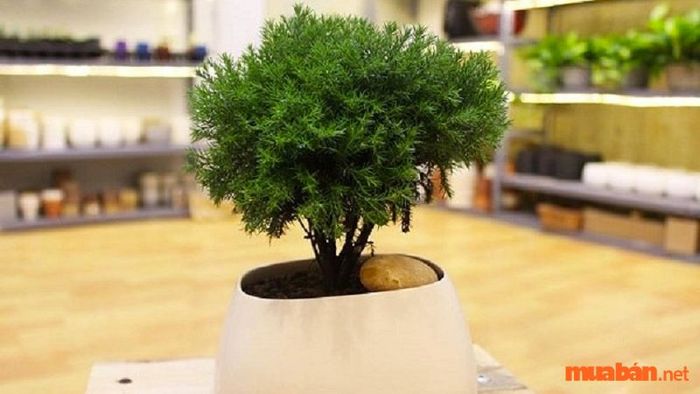 Vị trí phong thủy của cây Tùng Bồng Lai giúp thu hút tài lộc