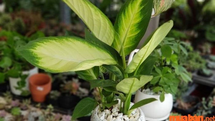 Cây Vạn Niên Thanh hợp với mệnh nào và nguồn gốc của loài cây này