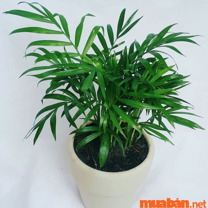 Cây Cau Tiểu Trâm – Biểu tượng của tài lộc và sự bảo vệ