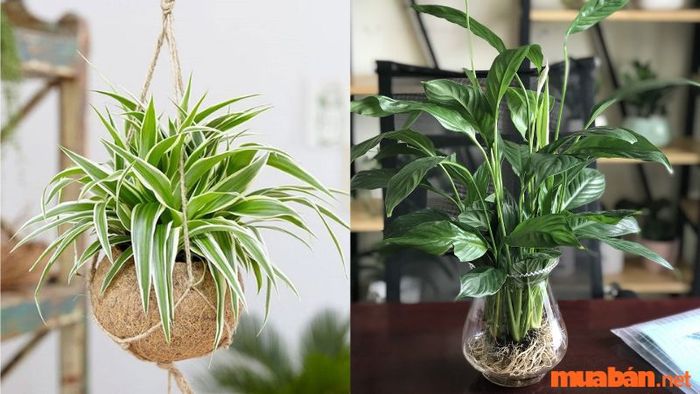 Lưu ý khi chọn và trồng cây phong thủy