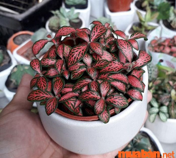 Cây Cẩm Nhung Đỏ - biểu tượng của tình bạn bền vững