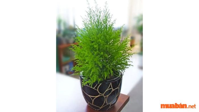 Đặc điểm nhận dạng của cây Tùng Bồng Lai