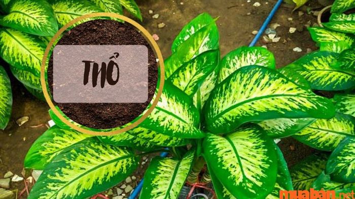 Cây Vạn Niên Thanh hợp với mệnh gì? Mệnh Thổ là mệnh phù hợp nhất